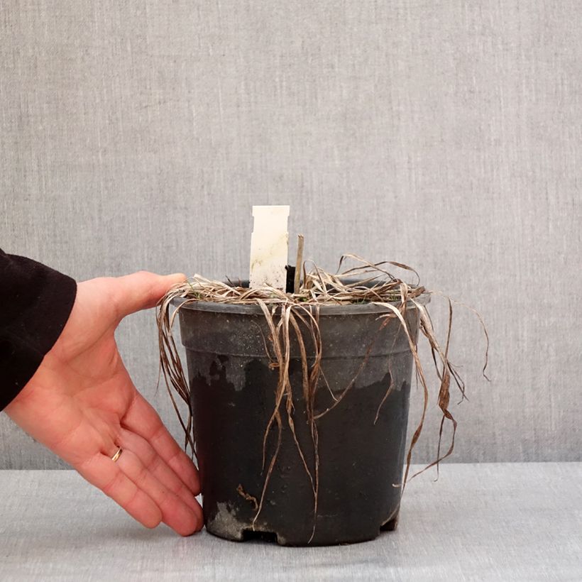 Amostra de Hémérocalle Everydaylily Punch Yellow - Lis d'un jour Pot de 2L/3L tal como entregue no inverno