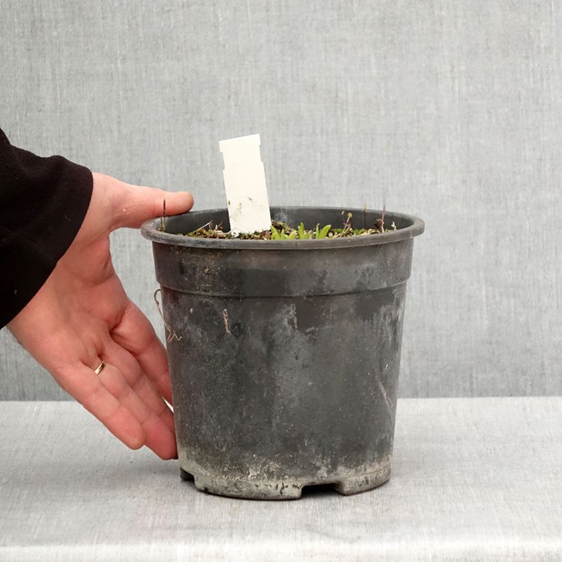 Amostra de Hemerocallis Everydaylily Punch Yellow Vaso de 2 L/3 L tal como entregue na primavera