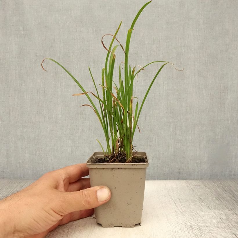Amostra de Hemerocallis Everydaylily Red Ribs Vaso de 8/9 cm tal como entregue no verão