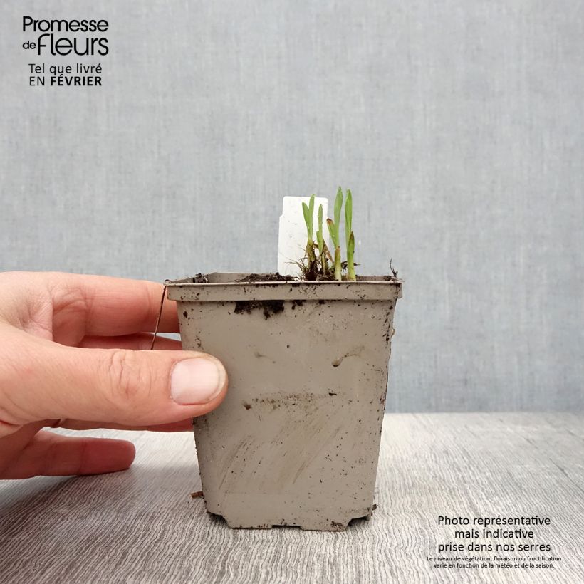 Amostra de Hémérocalle Everydaylily Red Ribs - Lis d'un jour Vaso de 8/9 cm tal como entregue no inverno