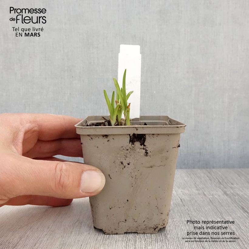 Amostra de Hemerocallis Everydaylily Red Ribs Vaso de 8/9 cm tal como entregue na primavera