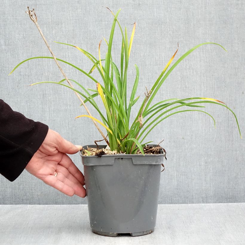 Amostra de Hemerocallis Everydaylily Red Ribs Vaso de 2 L/3 L tal como entregue no outono