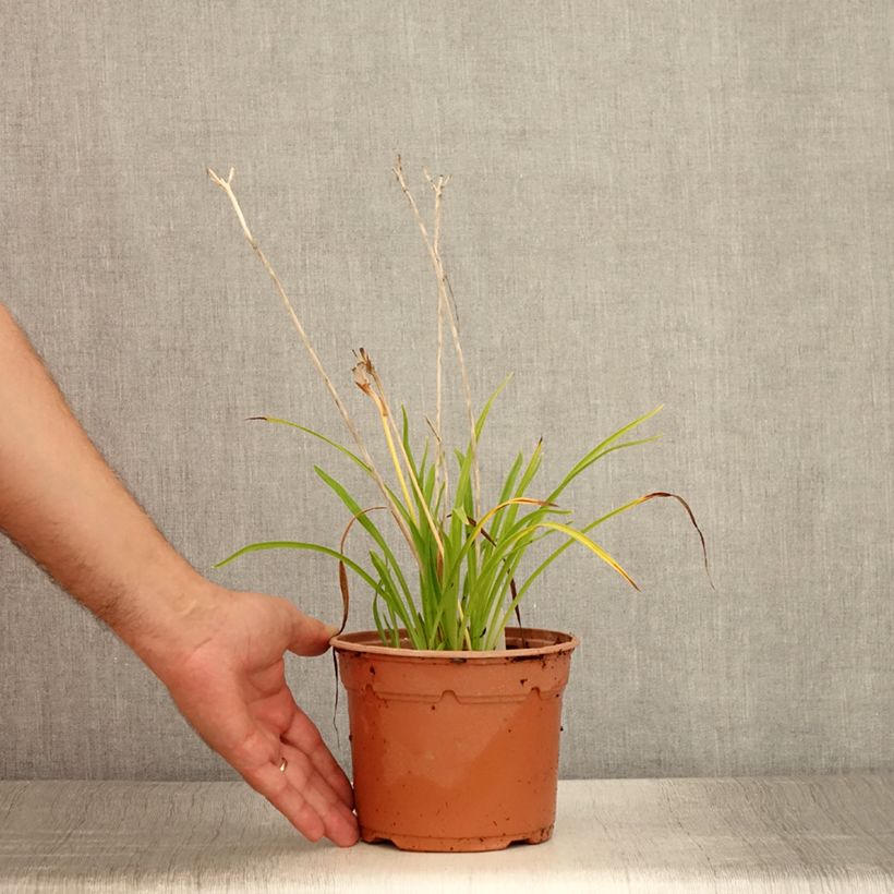 Amostra de Hemerocallis Everydaylily Red Ribs Vaso de 2 L/3 L tal como entregue no verão