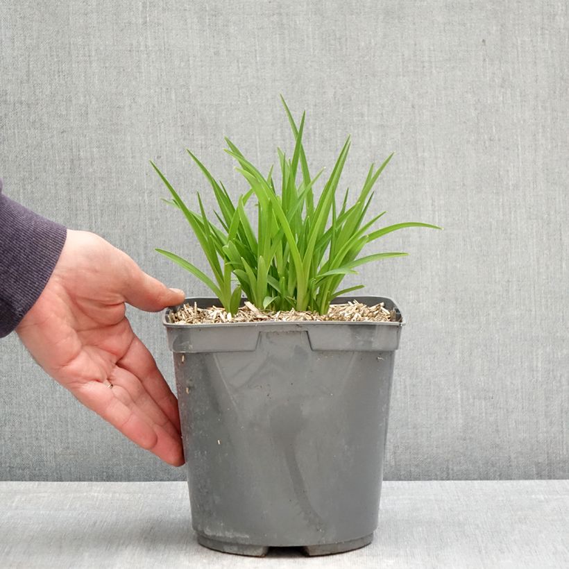 Amostra de Hemerocallis Everydaylily Red Ribs Vaso de 2 L/3 L tal como entregue na primavera