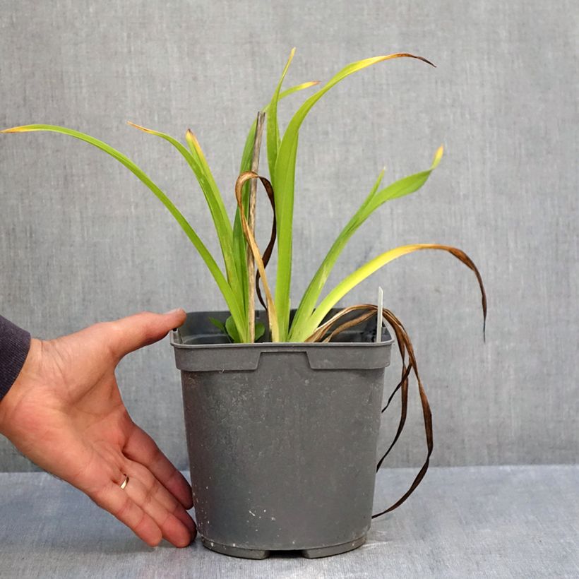 Amostra de Hemerocallis Exotic Treasure Vaso de 1 L/1,5 L tal como entregue no outono