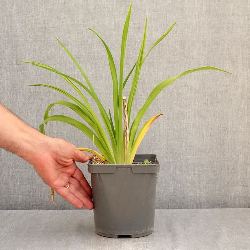 Amostra de Hemerocallis Exotic Treasure Vaso de 1 L/1,5 L tal como entregue no verão