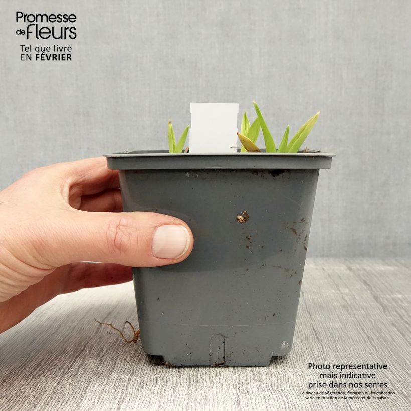 Amostra de Hémérocalle Exotic Treasure - Lis d'un jour Pot de 1L/1,5L tal como entregue no inverno