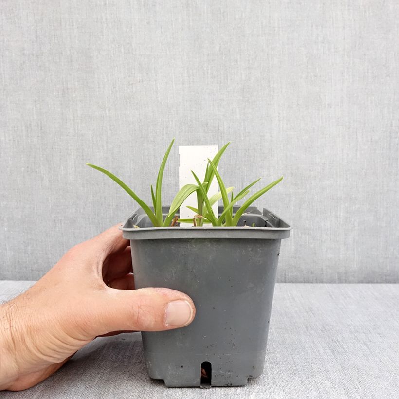 Amostra de Hemerocallis Exotic Treasure Vaso de 1 L/1,5 L tal como entregue na primavera