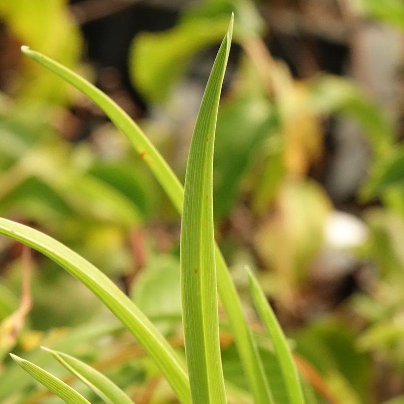 Hemerocallis Exotic Treasure (Folhagem)