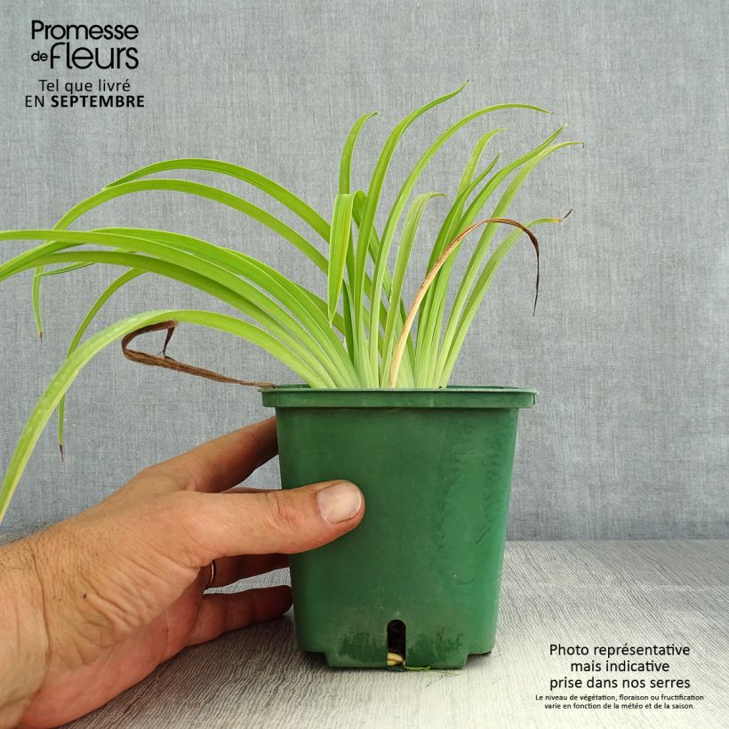 Amostra de Hemerocallis Eyed Beauty Vaso de 1 L/1,5 L tal como entregue no verão