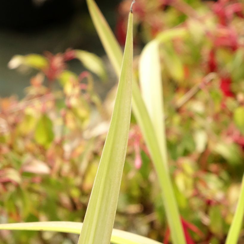 Hemerocallis Eyed Beauty (Folhagem)