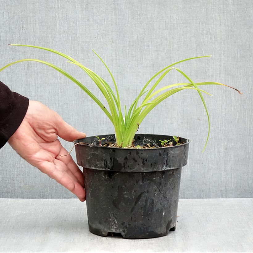 Amostra de Hemerocallis Final Touch Vaso de 2 L/3 L tal como entregue no outono