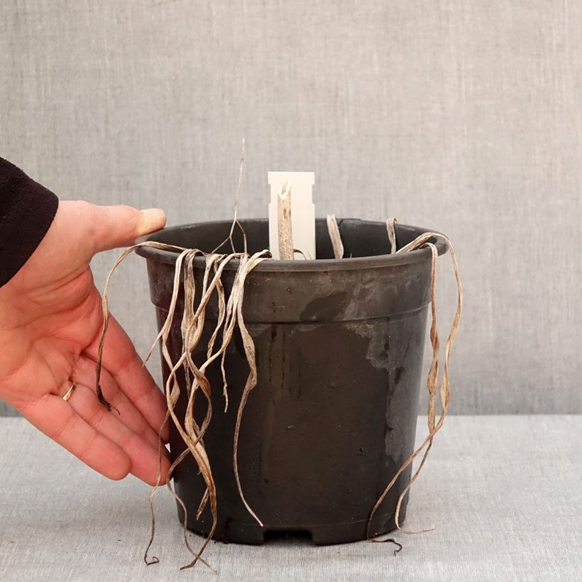 Amostra de Hémérocalle Final Touch - Lis d'un jour rose carmin à centre vert Vaso de 2 L/3 L tal como entregue no inverno