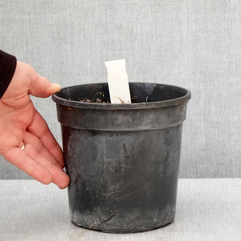 Amostra de Hemerocallis Final Touch Vaso de 2 L/3 L tal como entregue na primavera