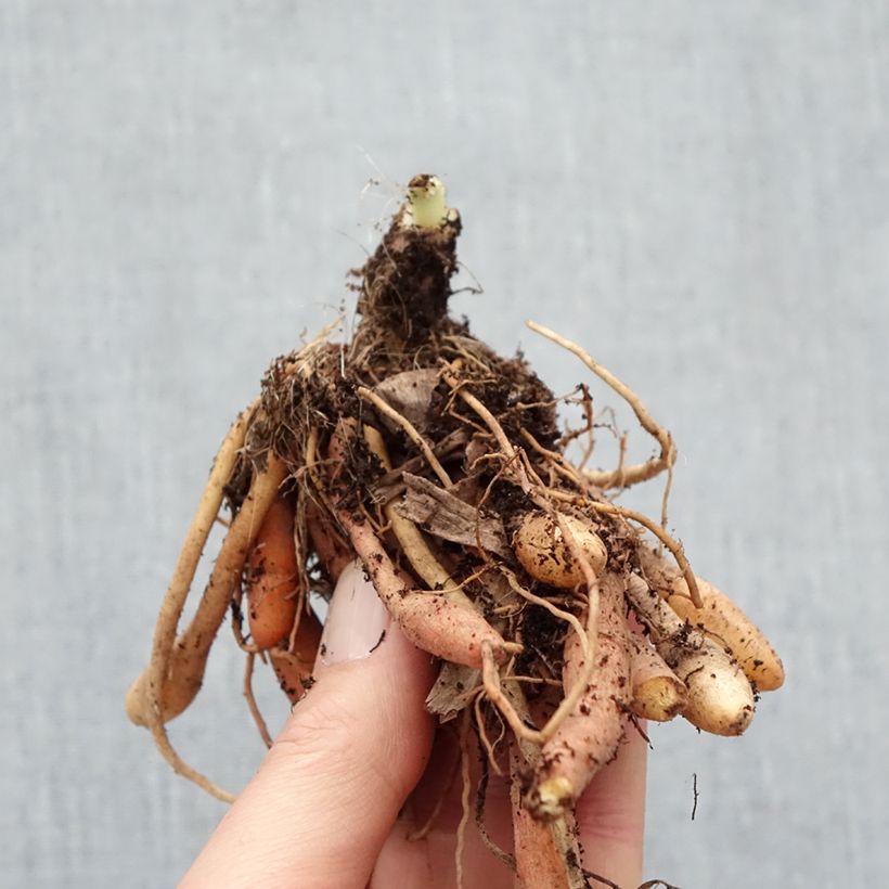 Amostra de Hémérocalle Final Touch - Lis d'un jour rose carmin à centre vert Raízes nuas tal como entregue no inverno