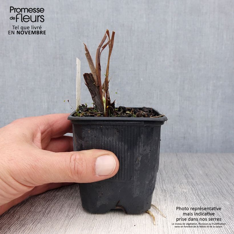 Amostra de Hemerocallis Flambeau Vaso de 8/9 cm tal como entregue no outono