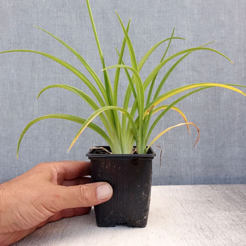 Amostra de Hemerocallis Flambeau Vaso de 8/9 cm tal como entregue no verão