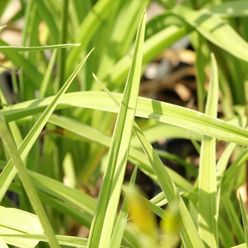 Hemerocallis Flambeau (Folhagem)