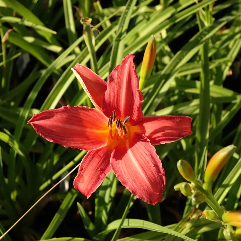 Hemerocallis Flambeau (Floração)