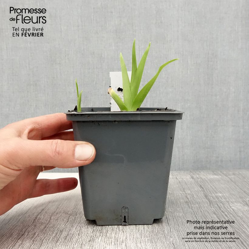 Amostra de Hémérocalle Flight of The Dragon - Lis d'un jour Pot de 1L/1,5L tal como entregue no inverno