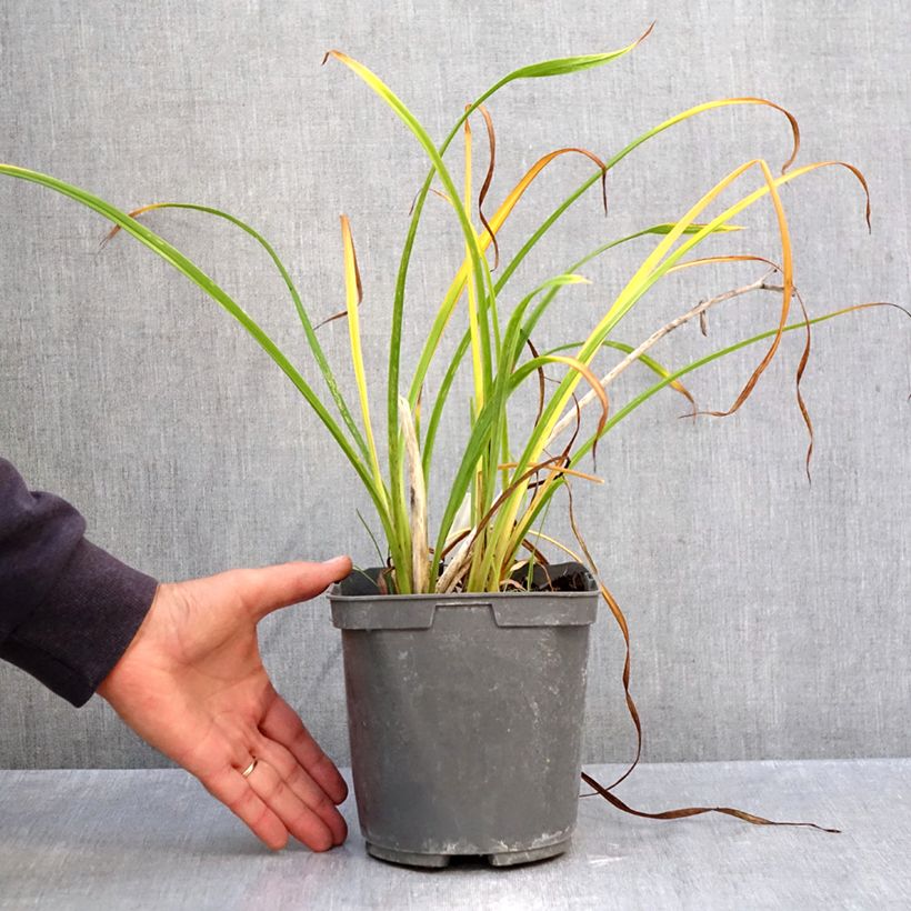 Amostra de Hemerocallis Fooled Me Vaso de 1 L/1,5 L tal como entregue no outono