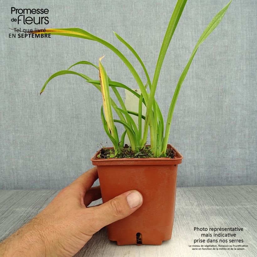 Amostra de Hemerocallis Fooled Me Vaso de 1 L/1,5 L tal como entregue no verão