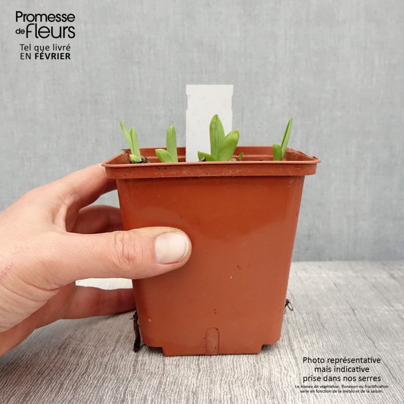 Amostra de Hémérocalle Fooled Me - Lis d'un jour Pot de 1L/1,5L tal como entregue no inverno