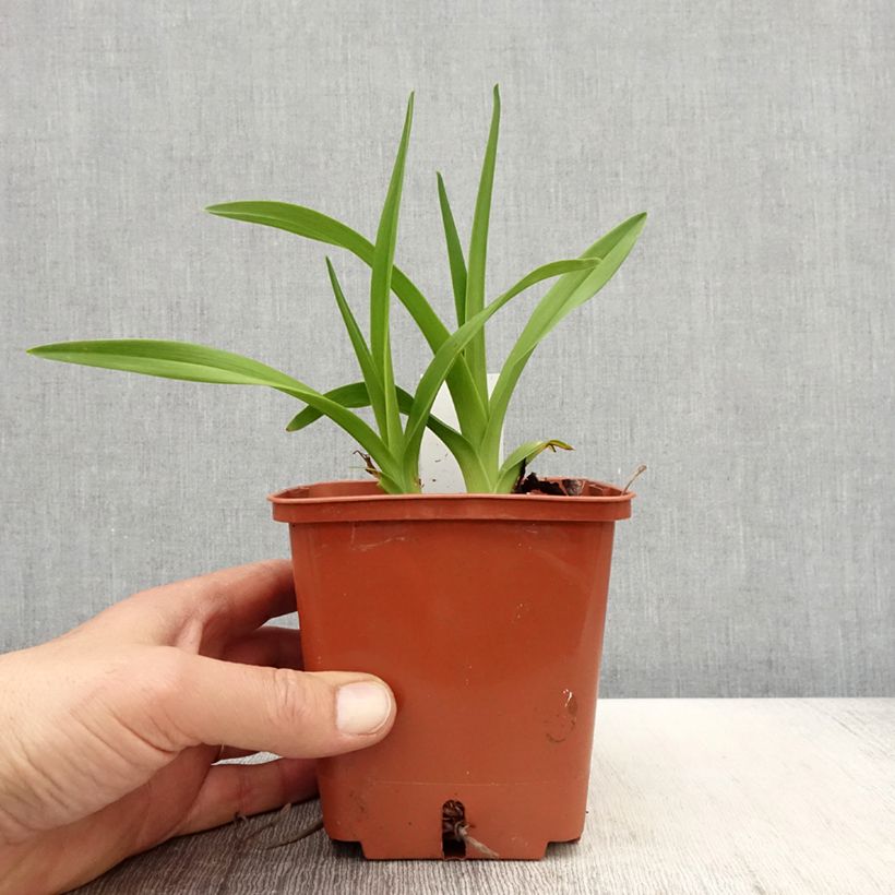 Amostra de Hemerocallis Fooled Me Vaso de 1 L/1,5 L tal como entregue na primavera