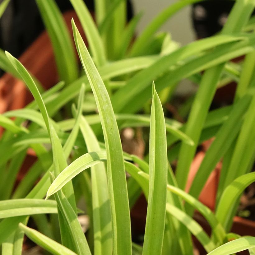 Hemerocallis Fooled Me (Folhagem)