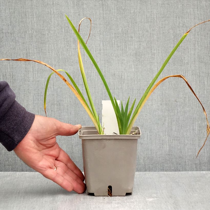 Amostra de Hemerocallis Forty Second Street Vaso de 1 L/1,5 L tal como entregue no outono