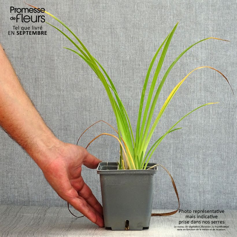 Amostra de Hemerocallis Forty Second Street Vaso de 1 L/1,5 L tal como entregue no verão