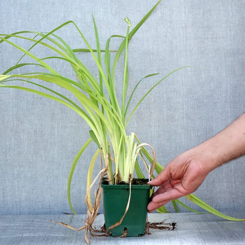 Amostra de Hemerocallis Frans Hals Vaso de 1 L/1,5 L tal como entregue no verão