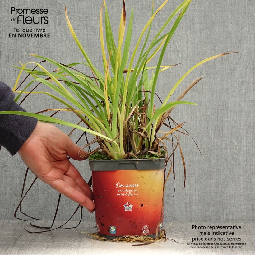 Amostra de Hemerocallis Frans Hals Vaso de 1 L/1,5 L tal como entregue no outono
