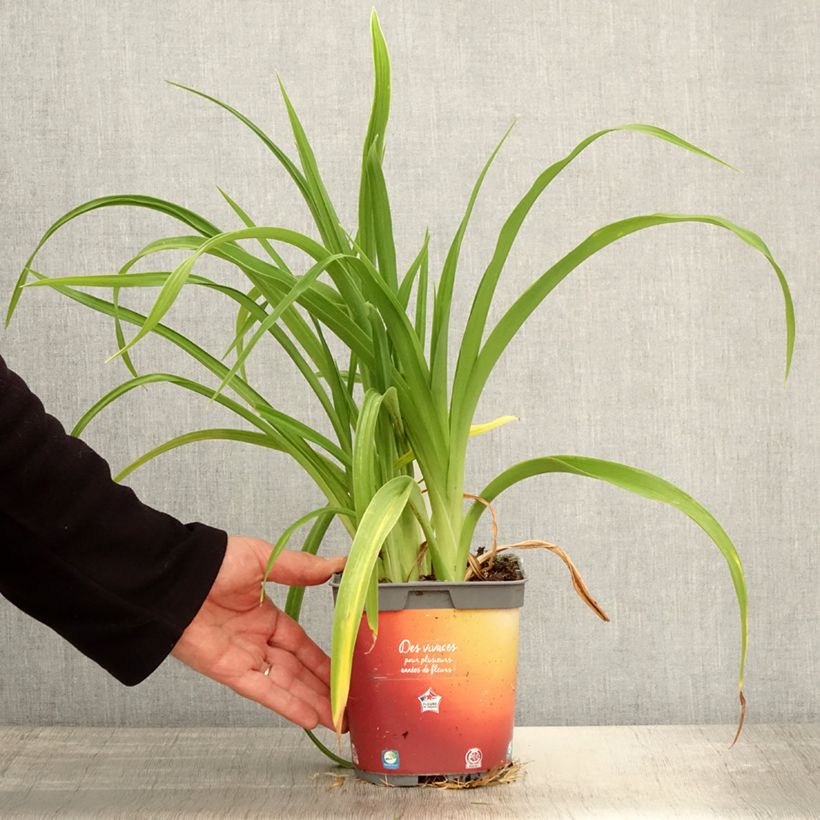 Amostra de Hemerocallis Frans Hals Vaso de 1 L/1,5 L tal como entregue na primavera