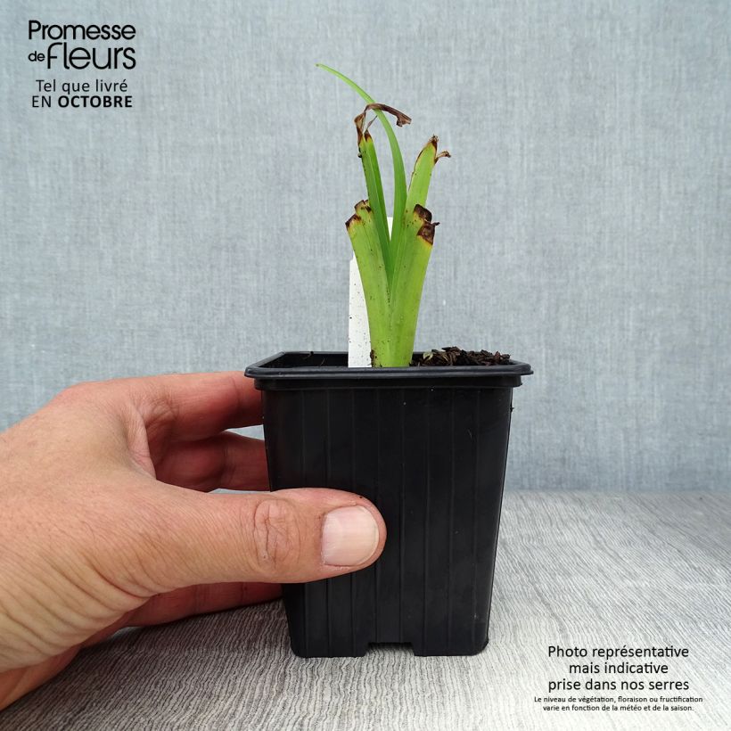 Amostra de Hemerocallis fulva Flore Pleno Vaso de 8/9 cm tal como entregue no outono