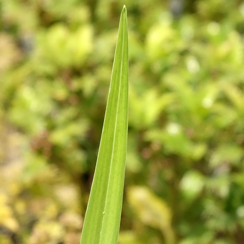Hemerocallis fulva Flore Pleno (Folhagem)