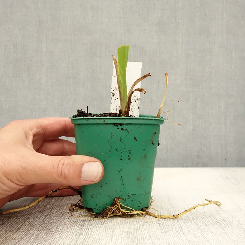 Amostra de Hemerocallis fulva Vaso de 8/9 cm tal como entregue no outono