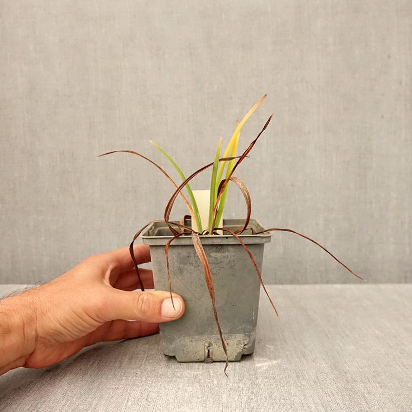 Amostra de Hemerocallis Graces of Ganymede Vaso de 1 L/1,5 L tal como entregue no outono