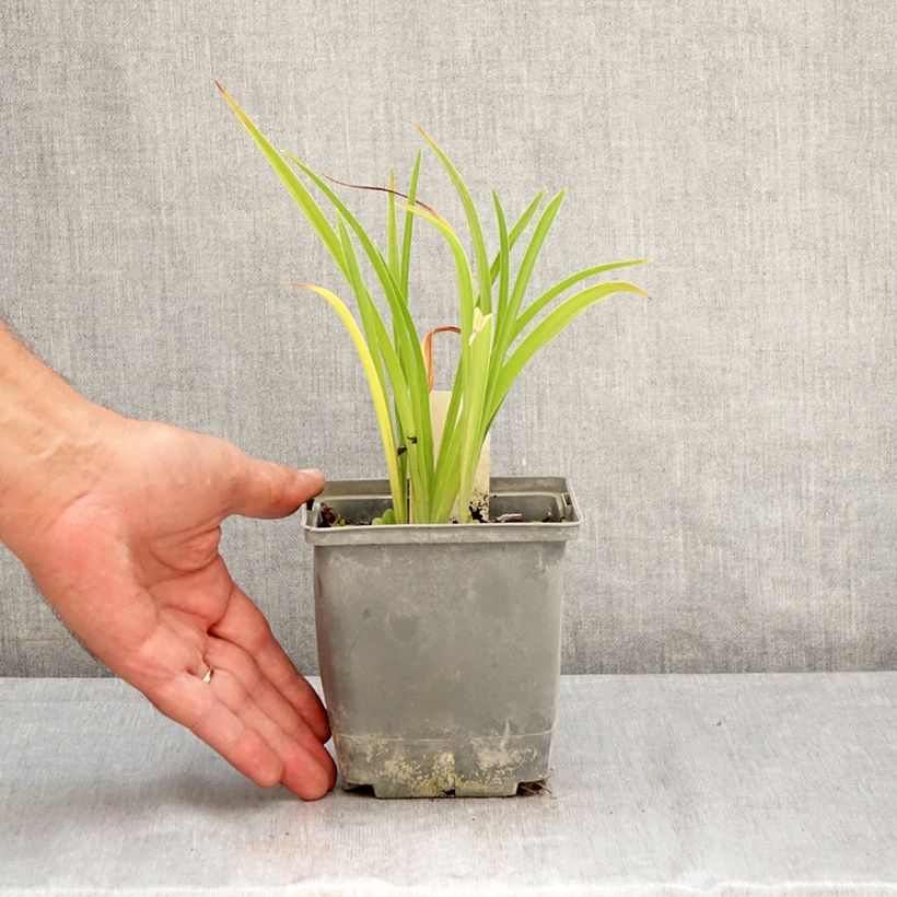 Amostra de Hemerocallis Graces of Ganymede Vaso de 1 L/1,5 L tal como entregue no verão