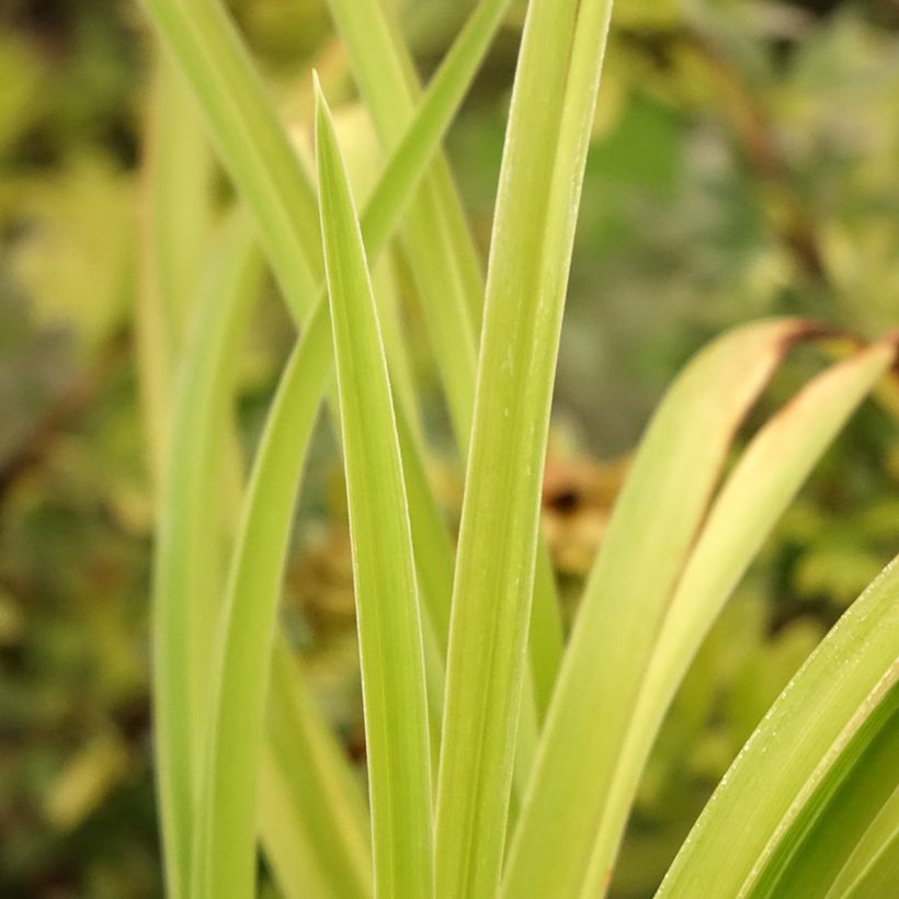 Hemerocallis Graces of Ganymede (Folhagem)