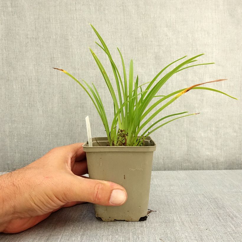 Amostra de Hemerocallis Grape Velvet Vaso de 8/9 cm tal como entregue no verão