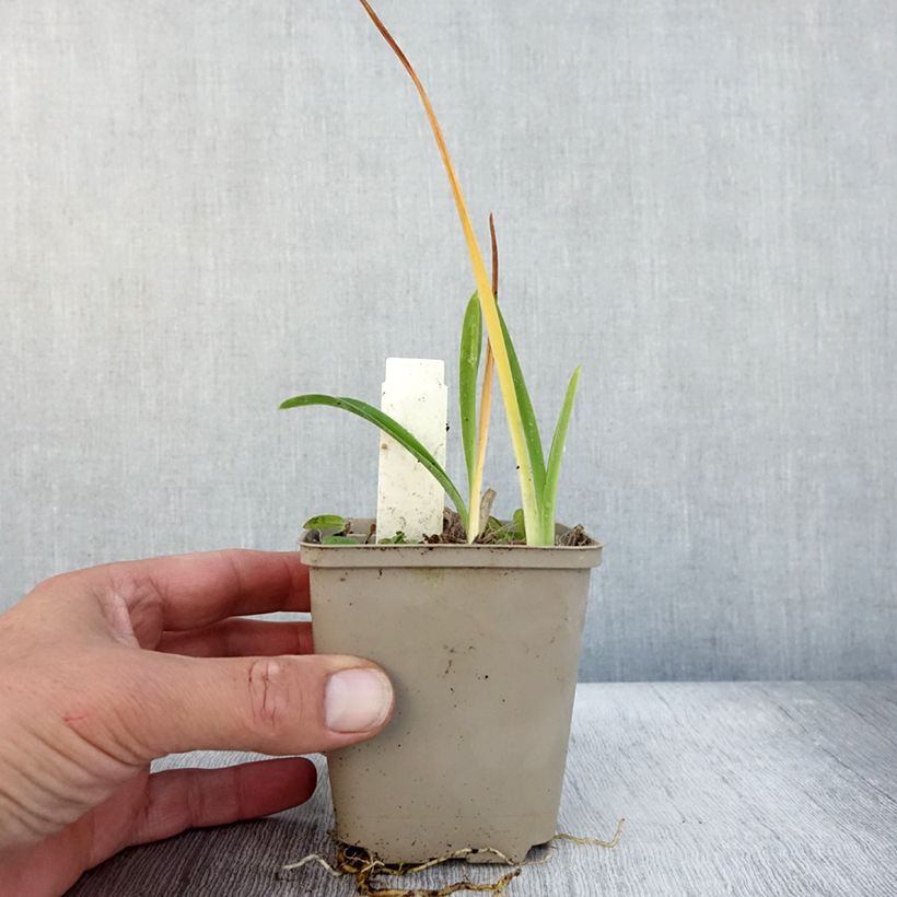 Amostra de Hemerocallis Green Flutter Vaso de 8/9 cm tal como entregue no outono