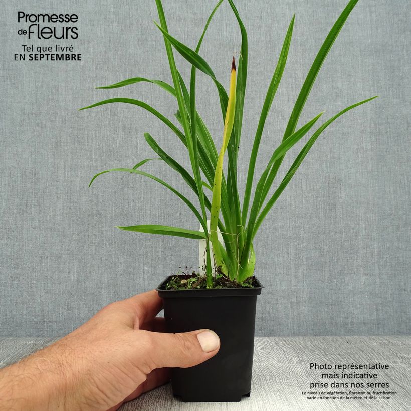 Amostra de Hemerocallis Green Flutter Vaso de 8/9 cm tal como entregue no verão