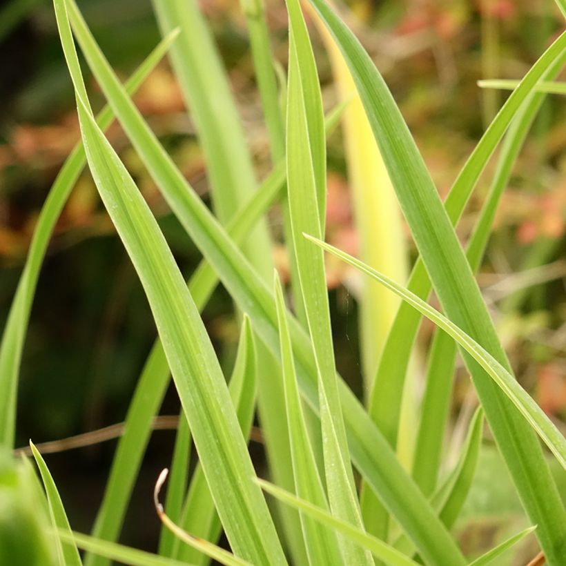 Hemerocallis Green Flutter (Folhagem)
