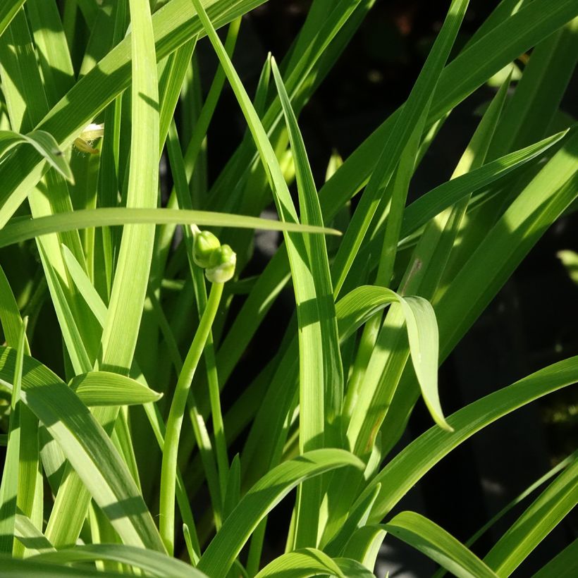 Hemerocallis Happy Returns (Folhagem)