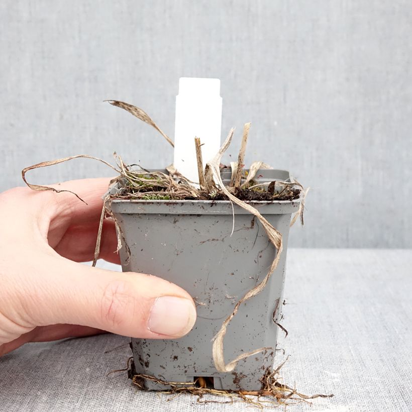 Amostra de Hemerocallis Happy Returns Vaso de 8/9 cm tal como entregue no inverno