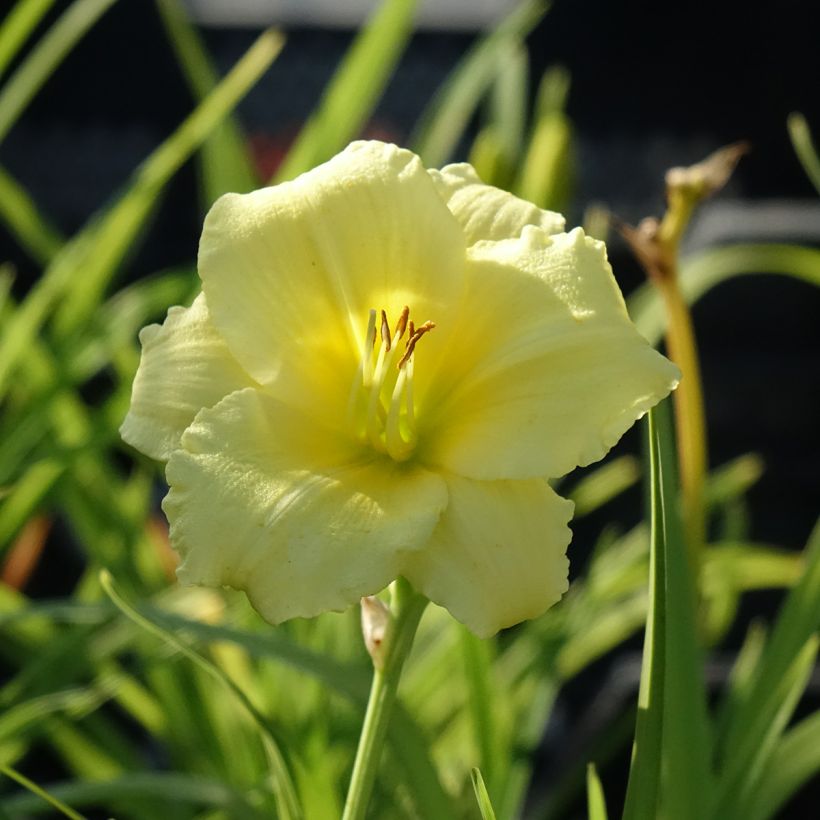 Hemerocallis Happy Returns (Floração)