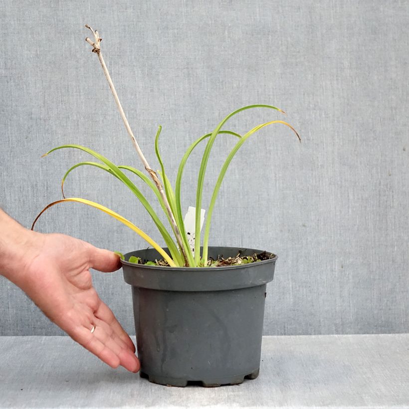 Amostra de Hemerocallis Happy Returns Vaso de 2 L/3 L tal como entregue no outono