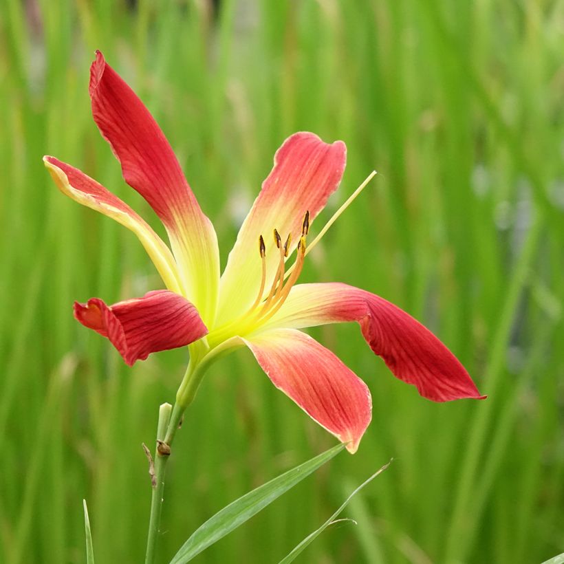 Hemerocallis Hot Wheels (Floração)