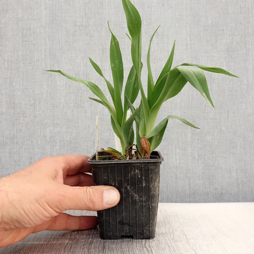 Amostra de Hemerocallis Hot Wheels Vaso de 8/9 cm tal como entregue na primavera